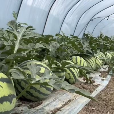 Pacote Tamanho 50,00cm * 60,00cm * 50,00cm Estufa de túnel para agricultura e vegetais