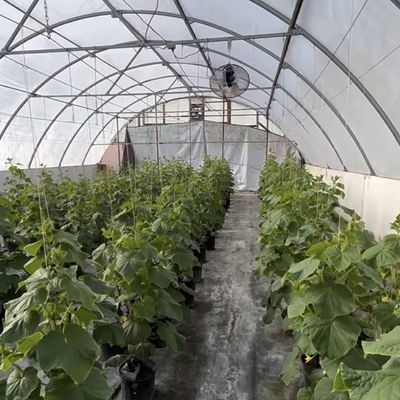 Pacote de soluções de estufa de túnel hidropónico de grande porte e acessível Peso bruto 20.000 kg