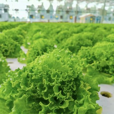 JX-A00172 Estufas em túnel para o sistema de cultivo comercial sem solo de morangos