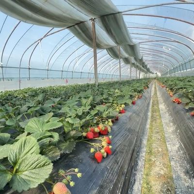 Reembolsos de devolução convenientes para o nosso Kit Inovador de Estufas de Túnel de Irrigação por Gotejamento