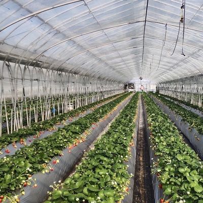 Reembolsos de devolução convenientes para o nosso Kit Inovador de Estufas de Túnel de Irrigação por Gotejamento