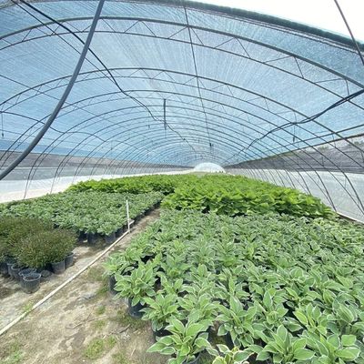 Sistema comercial de cultivo de coco-peito em estufa de túnel econômico para melhor cultivo