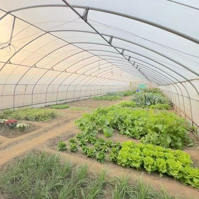 Sistema de cultivo hidropónico de estufa de túnel de camada única para vegetais multi-espans