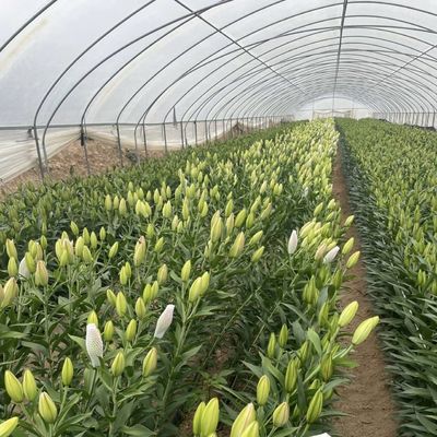 Sistema de cultivo hidropónico de estufa de túnel de camada única para vegetais multi-espans