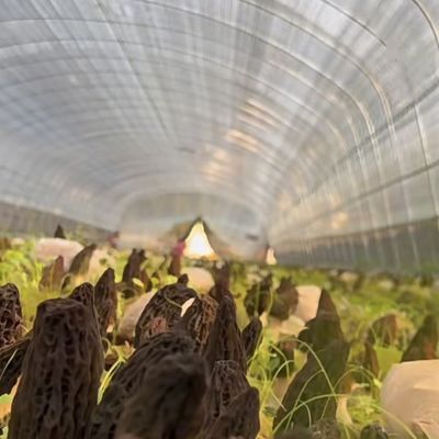 Sistema de cultivo hidropónico de estufa de túnel de camada única para vegetais multi-espans