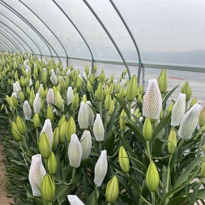Sistema de cultivo hidropónico de estufa de túnel de camada única para vegetais multi-espans