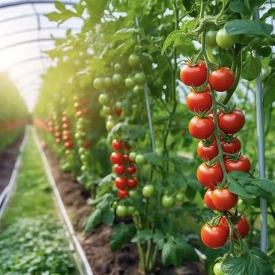 Sistema de cultivo hidropónico de estufa de túnel de camada única para vegetais multi-espans