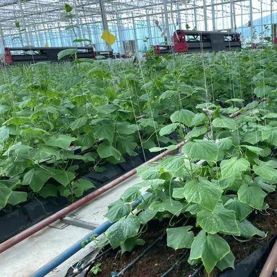 Sistema hidropónico de metro quadrado para a produção de vegetais e flores em larga escala