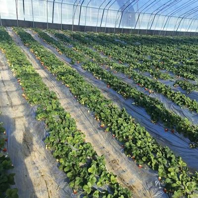 Sistema hidropónico de metro quadrado para a produção de vegetais e flores em larga escala