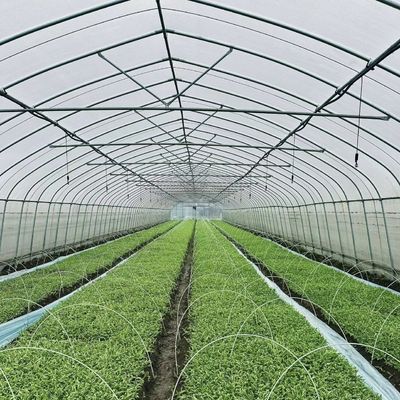 Estufa de túnel de arco único grande JX-A00182 para a produção de vegetais durante todo o ano