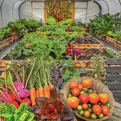 Estufa de túnel de arco único grande JX-A00182 para a produção de vegetais durante todo o ano