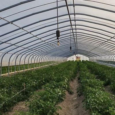 Estufa de túnel de arco único grande JX-A00182 para a produção de vegetais durante todo o ano
