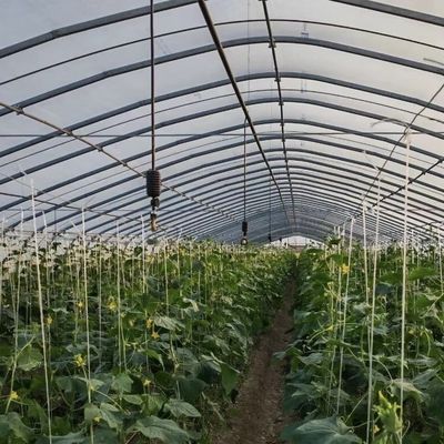 Revolucione a sua produção de vegetais com a estufa de túnel de irrigação por gotejamento