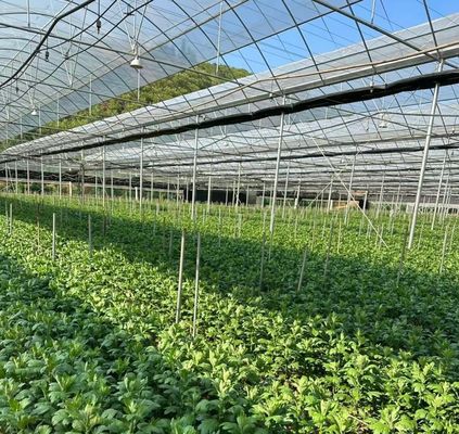 Moeda dos EUA JX-A0023 Estufa de película multi-span para plantação de alface de pepino Tomota