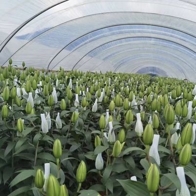 Sistema de estufa de túnel de irrigação por gotejamento inovador com 30 dias de reembolso