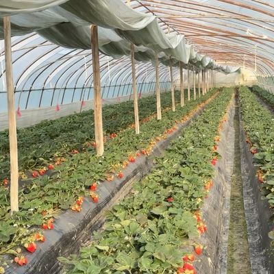 Sistema de estufa de túnel de irrigação por gotejamento inovador com 30 dias de reembolso