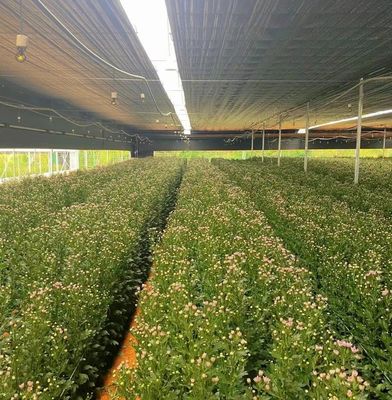 Estufas de filtro de extensão múltipla com arrefecimento/sombração/irrigação