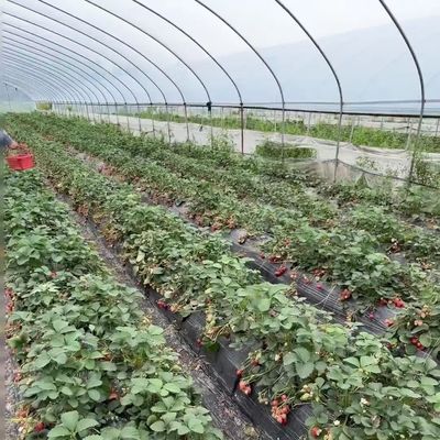 Sistema de cultivo hidropónico em estufa de túnel de arco de vários espaços