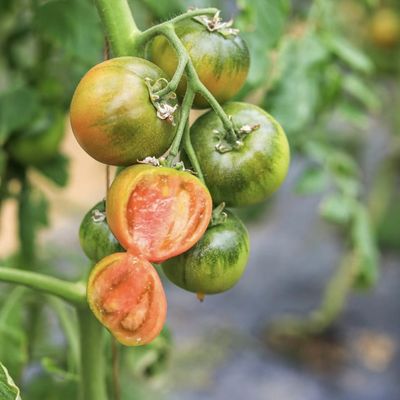 Sistema de cultivo hidropónico de vegetais em estufa multi-espans para estrutura de aço 20.000kg