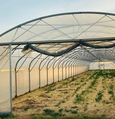 Estufas de luz solar para plantação de capsicum Método avançado de cultivo de vegetais