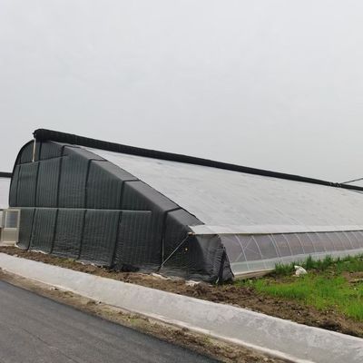 Estufas de luz solar para plantação de capsicum Método avançado de cultivo de vegetais