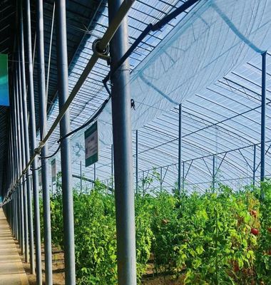 Estufas de luz solar para plantação de capsicum Método avançado de cultivo de vegetais