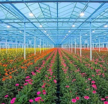 Pedido personalizado Origem Estufas de arco duplo para vegetais 20GP/40GP/40HC