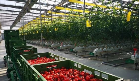 Pedido personalizado Vibrator de neve Estufas para cultivo de capsicum em moeda dos EUA