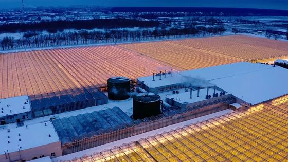 Arco de telhado Cultivo de cogumelos Luz solar Pacote de estufa Peso bruto 1000.000kg