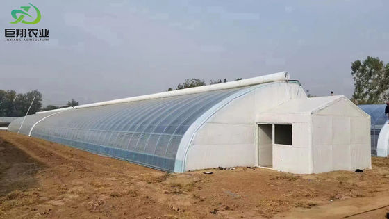 Pedido personalizado Estufa de feixe de arco duplo para cultivo de tomate em moeda dos EUA