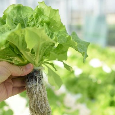 Estufas de filme multi-espans para cultivo 20.000kg Pacote Peso Bruto Retorno fácil