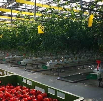 Customização Arco Túnel Estufas Sol Estufas Para Capsicum Agricultura