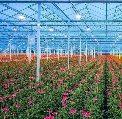 Customização Arco Túnel Estufas Sol Estufas Para Capsicum Agricultura