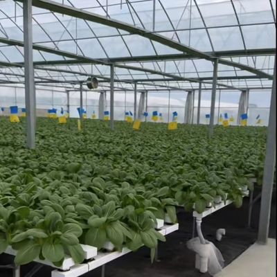 Kit de estufa comercial de vários períodos com tubo de PVC durável e sistema de irrigação por gotejamento