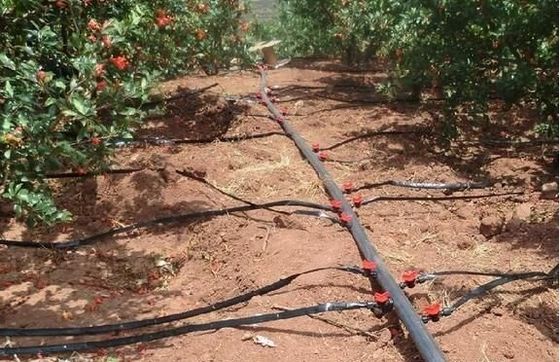 Origem Estufa de feixe de arco duplo para o Capsicum Custo de transporte e produção Estufa