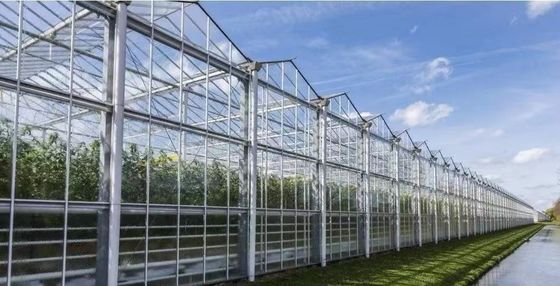 Origem Estufa de feixe de arco duplo para o Capsicum Custo de transporte e produção Estufa