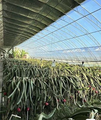 Origem Estufa de feixe de arco duplo para o Capsicum Custo de transporte e produção Estufa