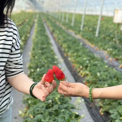 Origem Estufa agrícola de película multi-espessura para o seu negócio agrícola