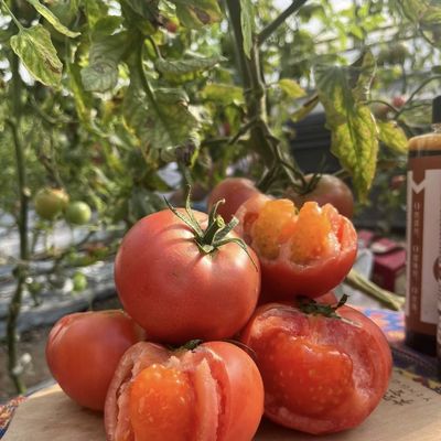 Origem Estufa agrícola de película multi-espessura para o seu negócio agrícola