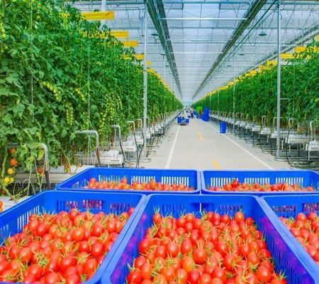 Vibrator de neve para plantação de tomate de frutas