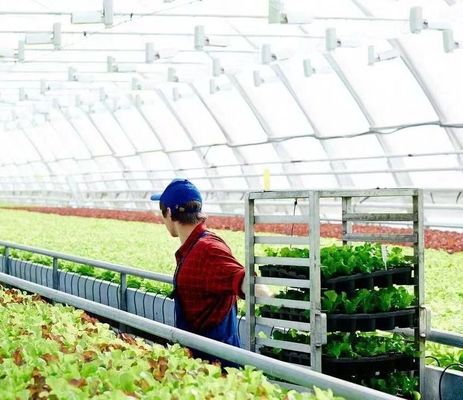 Invernada de vibração de neve personalizada para plantação de tomate