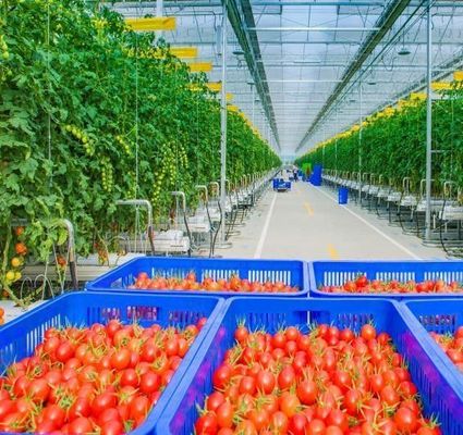 Invernada de vibração de neve personalizada para plantação de tomate