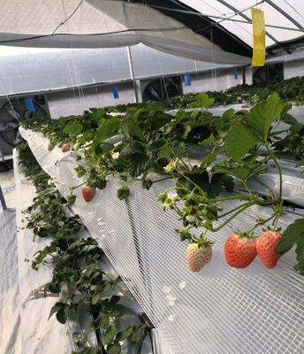 Customization Multi-Span Film Greenhouse com moeda dos EUA e solicitação personalizada