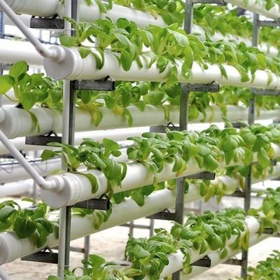 Customization Multi-Span Film Greenhouse com moeda dos EUA e solicitação personalizada