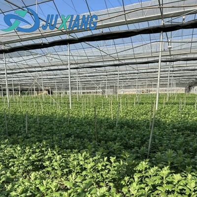 Aço Plástico Duplo Arco Design de viga Estufas Para Vegetais