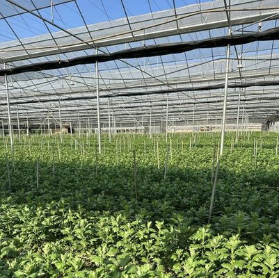 JX-A0045 Estufas hidropónicas de irrigação por gotejamento com marca comercial dentro do pagamento inicial