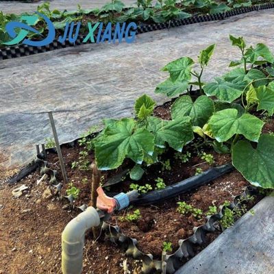 Clima de luz solar moderna personalizada de camada dupla para os requisitos de plantação de cogumelos