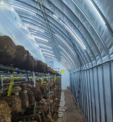 Estufas de vidro de luz solar moderna com sistema de irrigação automática