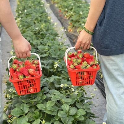 Alimentação em grande escala Alimentação por gotejamento Estufas 50,00cm * 60,00cm * 50,00cm Pagamento completo