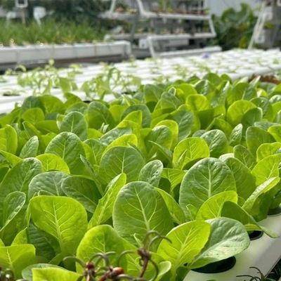 Alimentação em grande escala Alimentação por gotejamento Estufas 50,00cm * 60,00cm * 50,00cm Pagamento completo